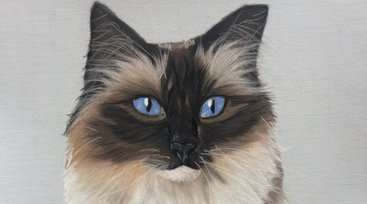 A Hand-Drawn Ragdoll Cat Portrait | Pearl’s Story