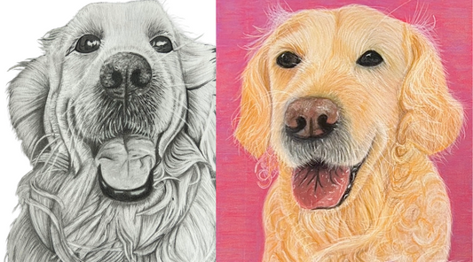 How to Draw a Golden Retriever with Pastel Pencils Using the Grid Method