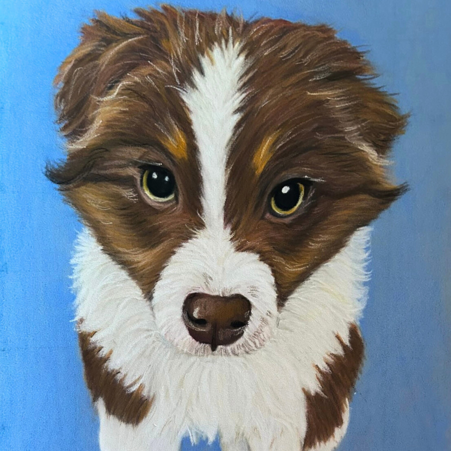 Commissioned pastel pencil portrait of Australian Collie puppy named Marnie with blue background by Hannah Kelly.