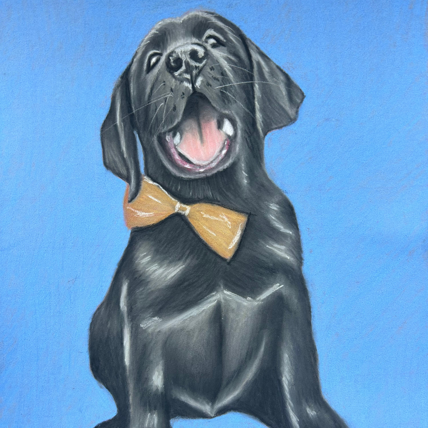 Hand-drawn pastel portrait of a black Labrador puppy wearing a bow tie by Glasgow artist Hannah Kelly.