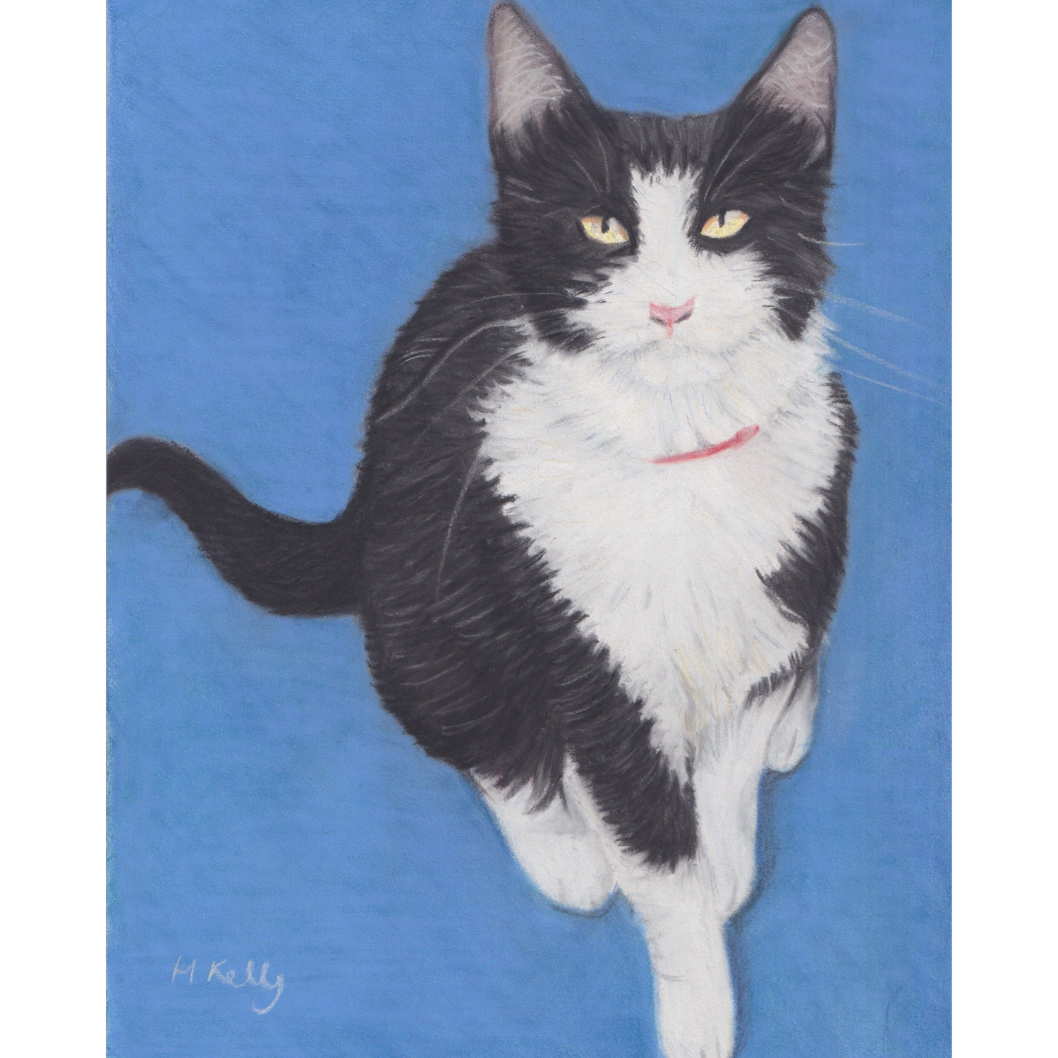 Pet drawing of black and white cat on blue background