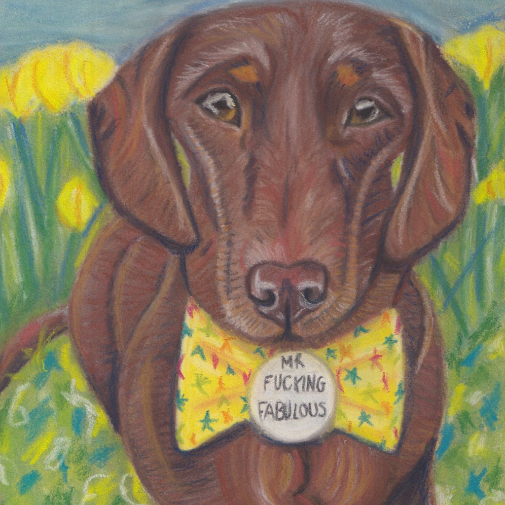 Pastel pencil drawing of sausage dog with a bow tie ad badge reading "Mr Fucking Fabulous"
