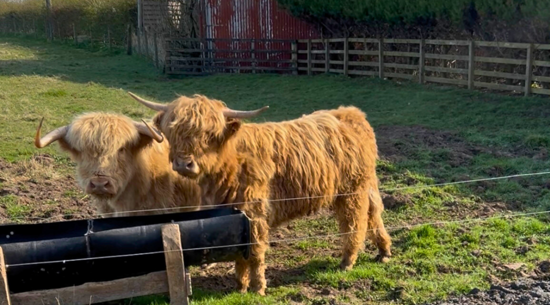 A Spring Day at Craigbank Farm: Art, Lambs & Community
