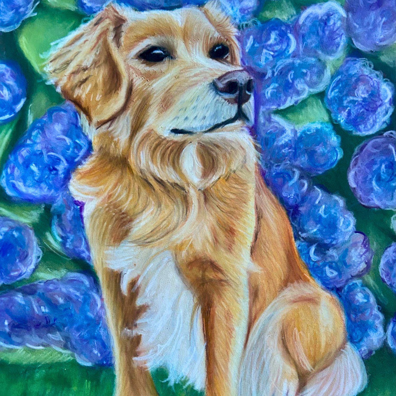 Custom pastel pencil portrait of Winnie, a golden retriever, surrounded by blooming hydrangeas. Commissioned artwork by Glasgow artist Hannah Kelly.