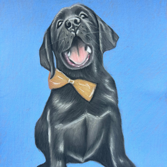 Hand-drawn pastel portrait of a black Labrador puppy wearing a bow tie by Glasgow artist Hannah Kelly.