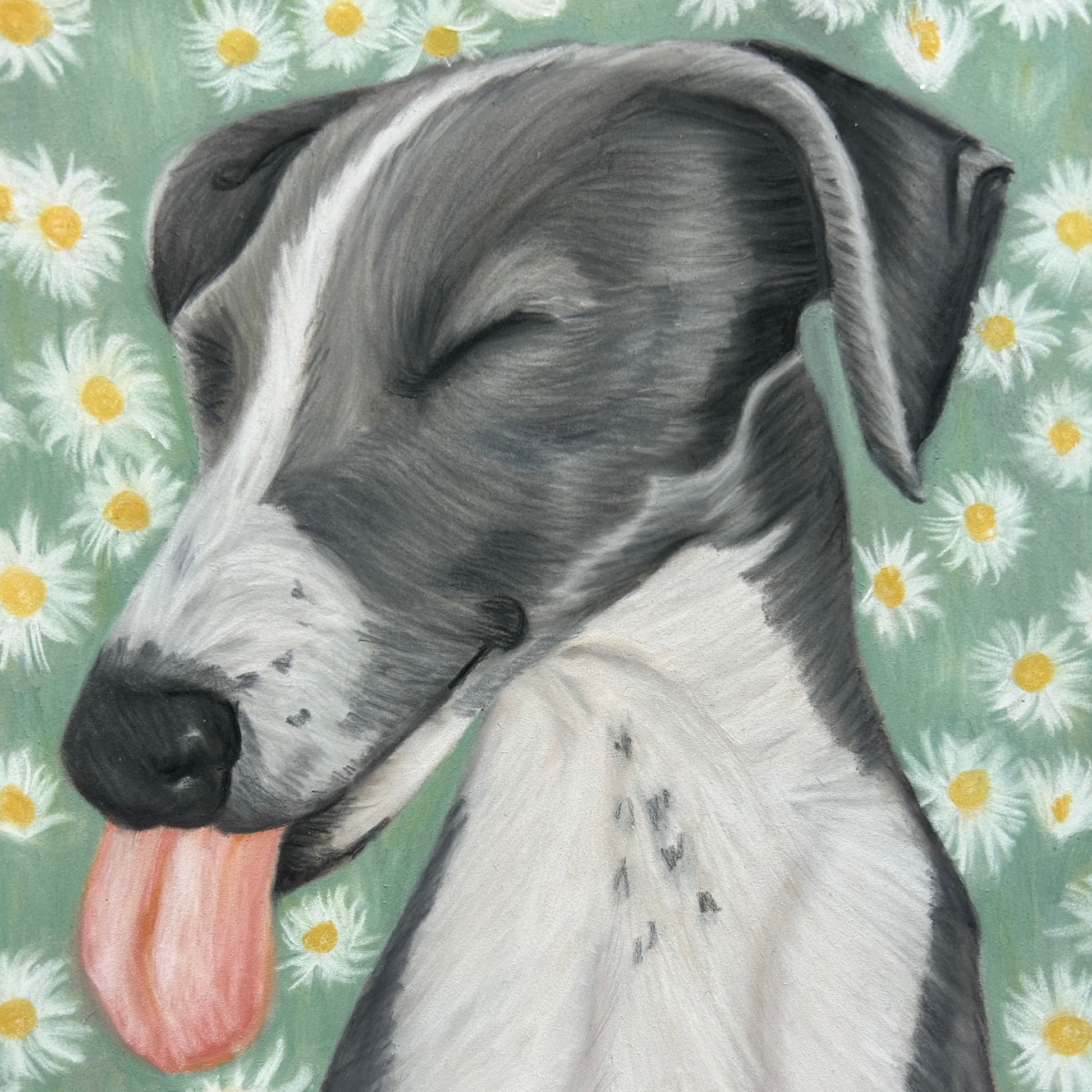 Nose In The Daisies pastel drawing by Glasgow artist Hannah Kelly, greyhound with daisies, custom pet portrait.