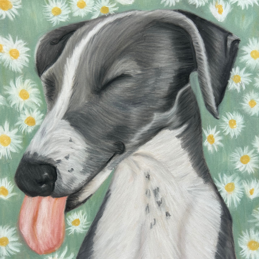 Nose In The Daisies pastel drawing by Glasgow artist Hannah Kelly, greyhound with daisies, custom pet portrait.