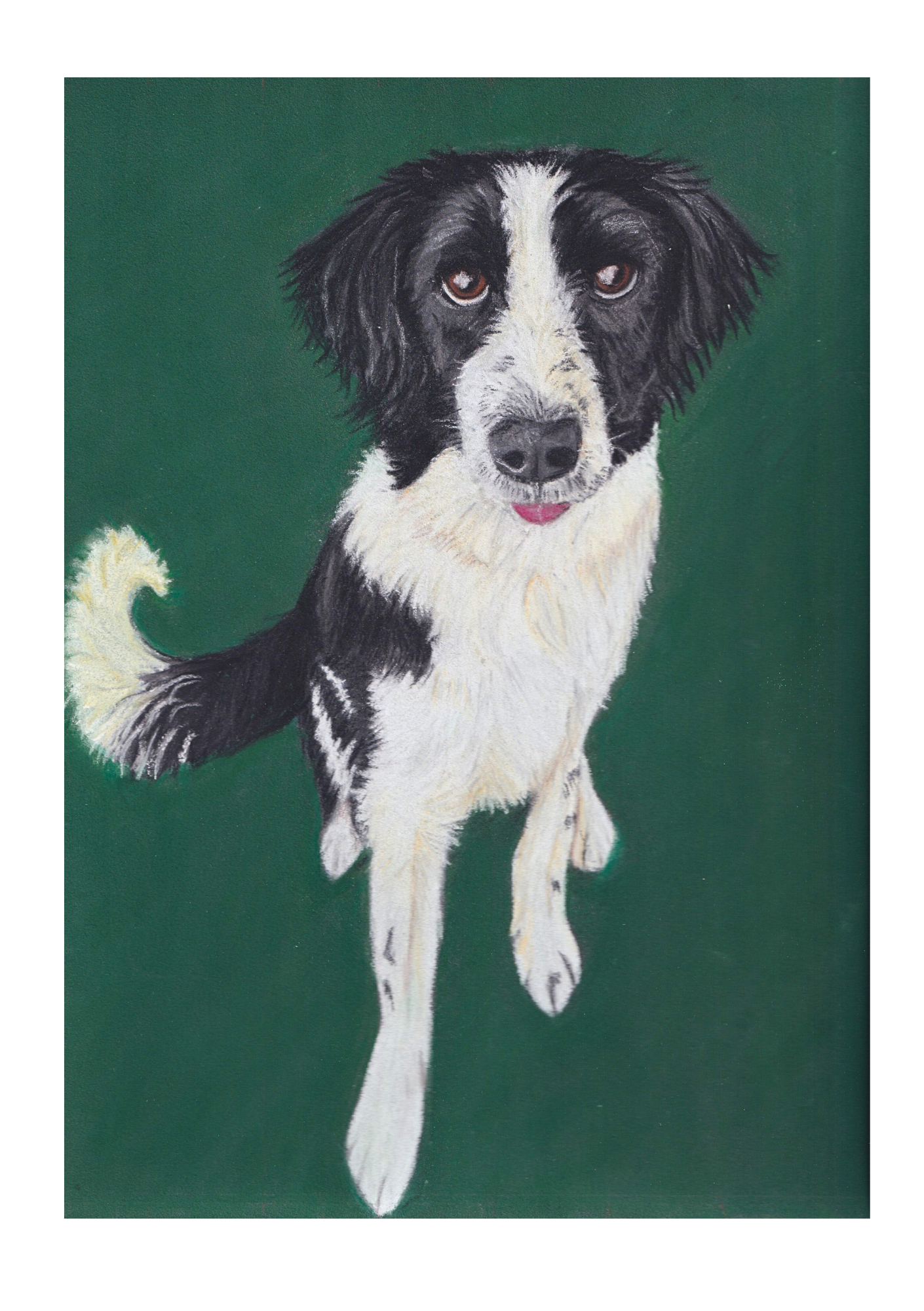 Pet portrait of drawing of sprollie dog on green background