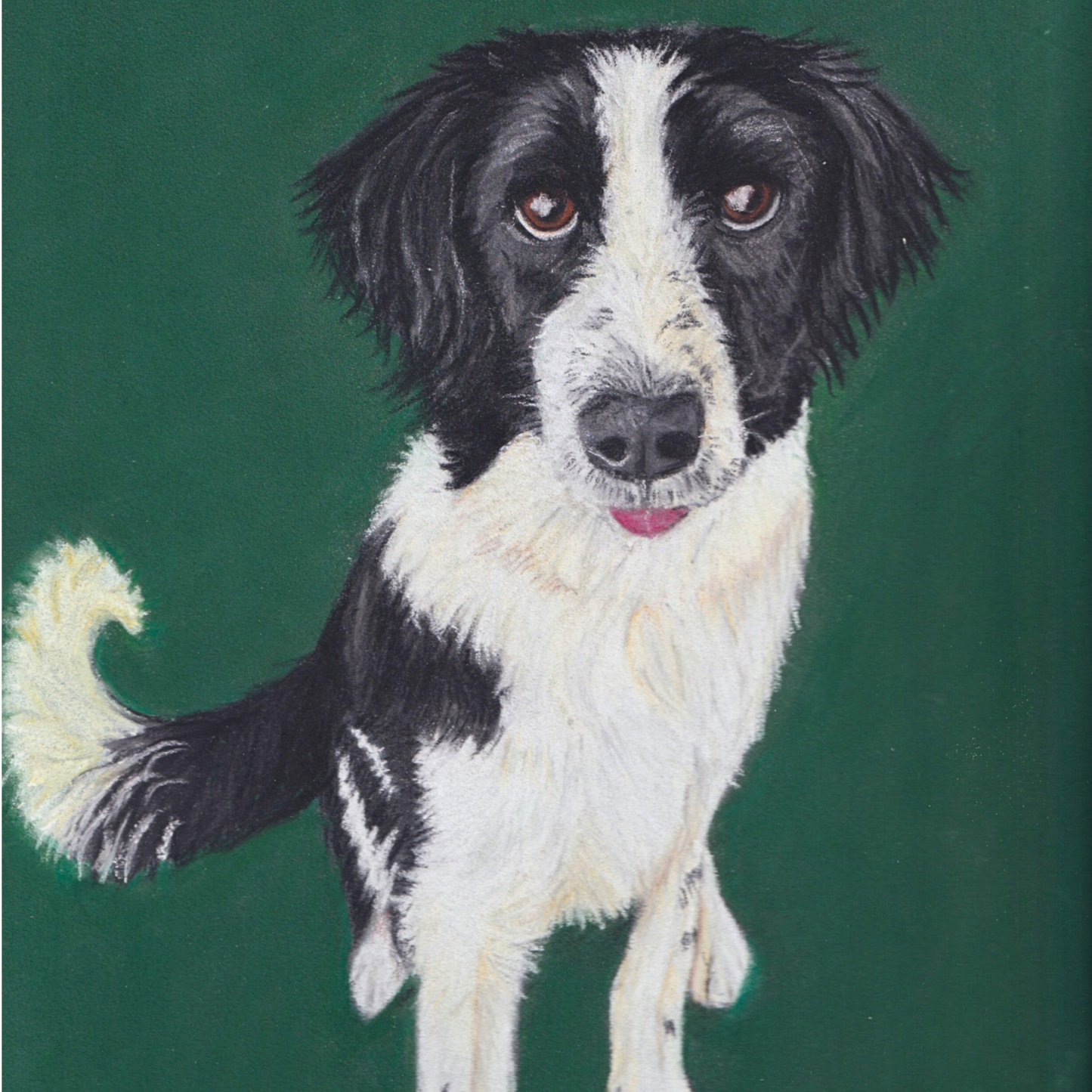 Sprollie Mischief | Springer Collie Mix Art Print